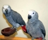 DNA-TASTED-FEMALE-AND-MALE-PARROTS