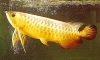  Arowana fishes of all breed and sizes ready for sale!!!!!