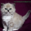 Blue Eye Ragdoll Kittens Available