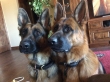 AKC-German-Line-German-Shepherd-puppies