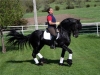 precious-well-trained-friesian-horse
